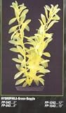 PLANT HYGRO GREEN 8 MEDIUM