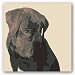 Chocolate Labrador by Emily Burrowes 12