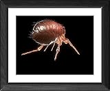 Framed Prints of Cat flea, artwork from Science Photo Library