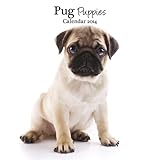 Pug Puppies 2014 Wall Calendar