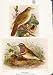 ナイチンゲールの Bluethroat の骨董品の印刷物の芸術の 1921 年の鳥
