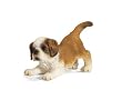 Schleich St. Bernard Puppy 16345