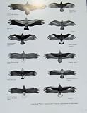 Eagles Hawks & Falcons Eurasian Vultures Eagles Plate