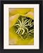 Framed Prints of Torch Cactus (Hybrid) - not native to Arizona, under cultivation from Ardea Wildlife Pets