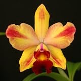 Slc Newberry Ruby