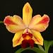 Slc Newberry Ruby