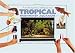 A Practical Guide to Setting Up Your Tropical Freshwater Aquarium (Tankmaster)
