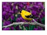 American Goldfinch in Summer Plumage Photographic Poster Print by Adam Jones, 64x48