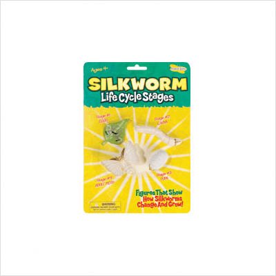 Silkworm Life Cycle Figures