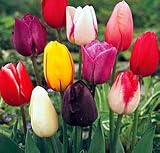 Single Late Tulip Bulb Mix -10 Bulbs- Jewel Tone Colors
