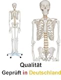 Skelett Modell Lebensgroß + Ständer + Gratis Staubschutz – Lieferung garantiert bis 24.12.