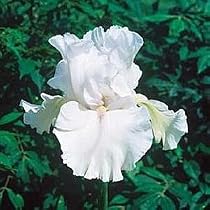 Immortality Tall Bearded German Iris 1 Bulb - REBLOOMER