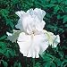Immortality Tall Bearded German Iris 1 Bulb