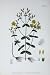 Botany Plants C1902 Waved Leaved St John'S Wort Flower