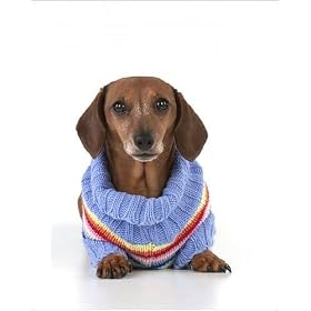 Photographic Prints of Dog - Miniature Short Haired Dachshund - wearing jumper from Ardea Wildlife Pets