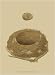 Antique Nest Egg IV - Art Print Poster 9.5 x 1