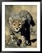 Cheetah Cub, Acinonyx Jubatus, Duesternbrook Private Game Reserve, Windhoek, Namibia, Africa Animals Framed Art Poster Print by Thorsten Milse, 39x49