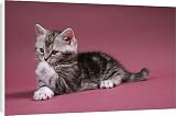 Canvas Prints of Cat - Kitten cleaning itself, licking paw from Ardea Wildlife Pets