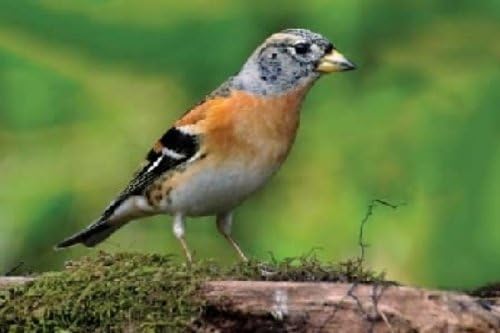 RMG VA084 Greetings Card Brambling 7x5"