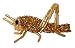 ID 8945 Garden Grasshopper Patch Cricket Insect Bug Beaded Iron On Applique