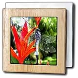 Review 3dRose LLC  / Dragon Fly - 6 Inch Tile Napkin Holder