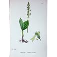 SOWERBY PLANTS c1902 COMMON TWAY BLADE LISTERA OVATA