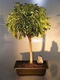 Bonsai Boy's Ficus Bonsai Tree - Variegated ficus benjamina Bonsai Boy's Ficus Bonsai Tree - Variegated ficus benjamina