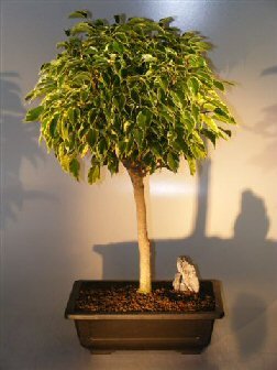 Bonsai Boy's Ficus Bonsai Tree - Variegated ficus benjamina