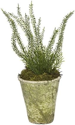 WHITE HEATHER IN WEATHERED CLAY POT