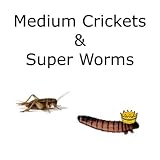500ct Superworms