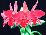 Slc. Jewel Box 'Scheherazade' AM/AOS(Bare root plant)