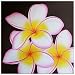 'Red Frangipani'~Bali Art Painting~Acrylic on Canvas~Hand Painted~Signed by Artist