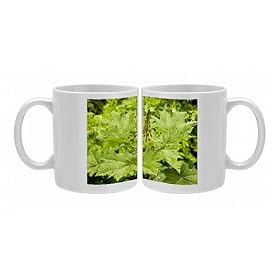 Photo Mugs of Devila ;s Club - in flower from Ardea Wildlife Pets