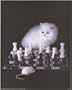 It's A Cat and Mouse Game of Chess - Photography Poster - 16 x 20