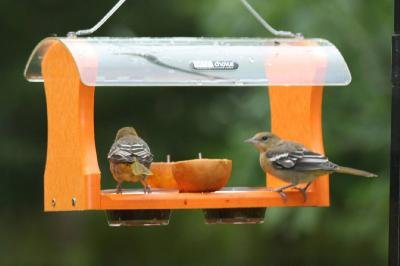 Recycled Oriole Feeder w/Hanging Cable