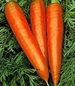Carrot Danvers Half Long 8000 or More Seeds