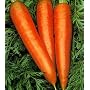 Carrot Danvers Half Long 8000 or More Seeds