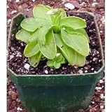 Carnivorous Butterwort Plant - Pinguicula primuliflora