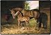 Missy and Bailey Horse Mare and Colt/foal Western Doormat Mat Rug