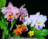Cattleya Alliance Bare Root Collection (5 Plants)