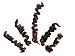 12 Tightly Curled 4
