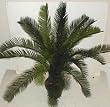 OUTDOOR Cycas Palm Bush