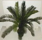 OUTDOOR Cycas Palm Bush