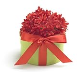 Bloembox Perennials: Maltese Cross in Gift Box
