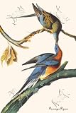 Canvas Print, Passenger Pigeon - 12 x 18