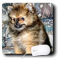 Dogs Pomeranian - Roxy, Pomeranian Puppy - Mouse Pads