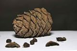 Cedar Seeds - 18