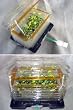 Space Garden Growth System