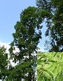 Eigenschaften tropical.garden  / Urwelt Mammutbaum - Metasequoia glyptostroboides 20K