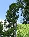 Urwelt Mammutbaum - Metasequoia glyptostroboides 20K